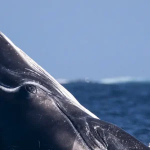 Samaná: Avistamiento de ballenas + Cayo Levantado